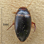 Copelatus species